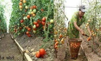 उद्यानिकी की असीम संभावनाओं वाला प्रदेश छत्तीसगढ़ : उद्यानिकी और वानिकी विश्वविद्यालय से उन्नत खेती को मिलेगा बढ़ावा