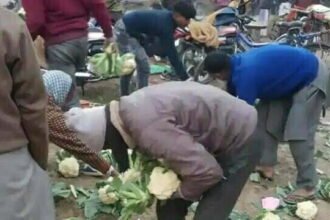 एक रुपये किलो मिल रहा था गोभी का दाम, किसान ने सड़क पर फेंकी, लूटने की मची होड़