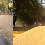 रबी सीजन में भी इस बार खेतों में हरियाली : नहरों की पक्की लाइनिंग से 799 हेक्टेयर में सिंचाई व्यवस्था की पुनस्र्थापना