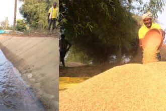 रबी सीजन में भी इस बार खेतों में हरियाली : नहरों की पक्की लाइनिंग से 799 हेक्टेयर में सिंचाई व्यवस्था की पुनस्र्थापना