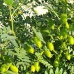 Meteorologists' advice to farmers: See the possibility of rain