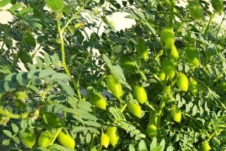 Meteorologists' advice to farmers: See the possibility of rain