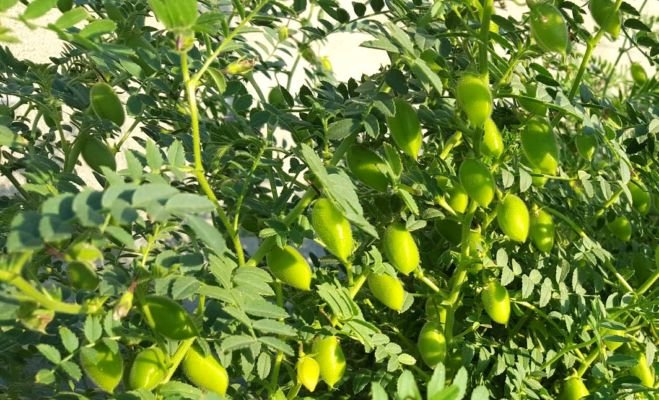 Meteorologists' advice to farmers: See the possibility of rain