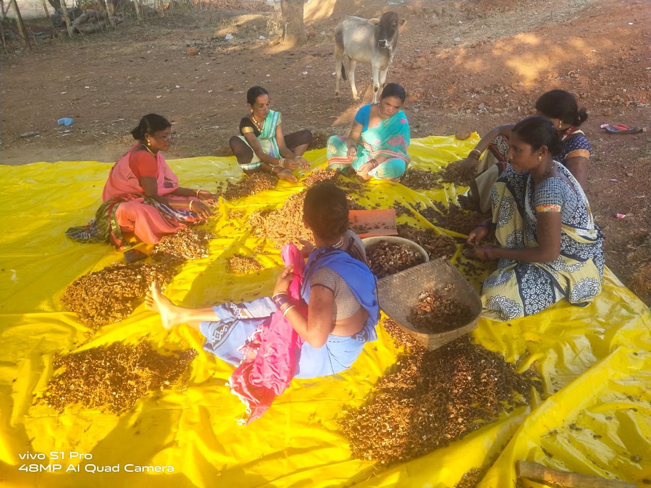 Processing of flower tamarind with flour tamarind brought