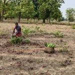 Tendupatta collection work started in Chhattisgarh…. Target of collection of 16.71 lakh standard bags of tendu leaves