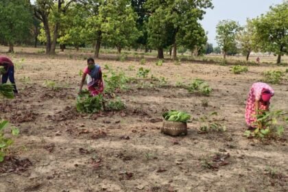 Tendupatta collection work started in Chhattisgarh…. Target of collection of 16.71 lakh standard bags of tendu leaves
