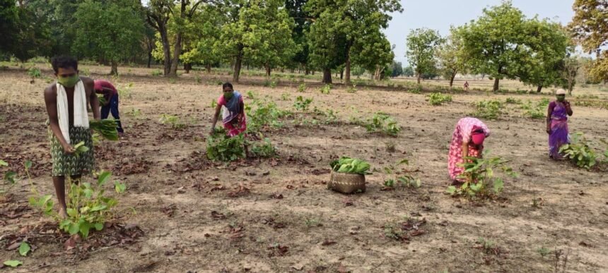 Tendupatta collection work started in Chhattisgarh…. Target of collection of 16.71 lakh standard bags of tendu leaves
