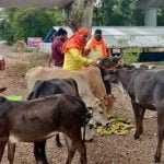 बोल बम सेवा एवं कल्याण समिति का सराहनीय प्रयास: कोरोना काल में भूखे पशुओं को खिला रहे फल, सब्जियां व ब्रेड