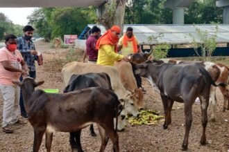 बोल बम सेवा एवं कल्याण समिति का सराहनीय प्रयास: कोरोना काल में भूखे पशुओं को खिला रहे फल, सब्जियां व ब्रेड
