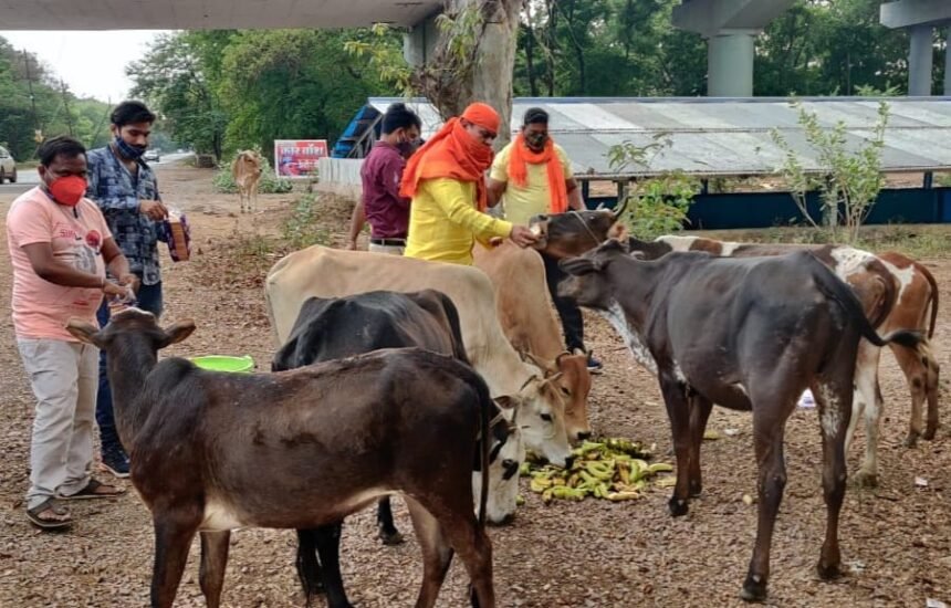 बोल बम सेवा एवं कल्याण समिति का सराहनीय प्रयास: कोरोना काल में भूखे पशुओं को खिला रहे फल, सब्जियां व ब्रेड