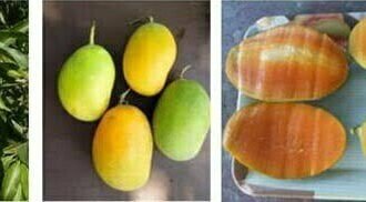 कोटा के किसान ने आम की ऐसी किस्म विकसित की जिसमें बारहों महीने फल आता है