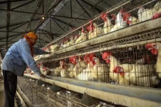 मुर्गियों ने अंडे नहीं दिए तो पुलिस थाने पहुंच गया मालिक, दर्ज कराई यह शिकायत