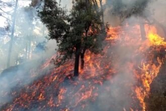 उत्तराखंड में एक दिन में 63 हेक्टेयर जंगल खाक, आग पर काबू पाने एनडीआरएफ संभालेगी मोर्चा