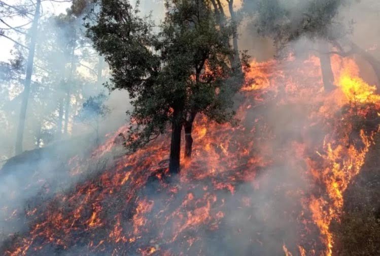 उत्तराखंड में एक दिन में 63 हेक्टेयर जंगल खाक, आग पर काबू पाने एनडीआरएफ संभालेगी मोर्चा
