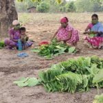 कोरोना संकट के बावजूद तेजी से हो रहा तेंदूपत्ता संग्रहण…. प्रदेश में अब तक एक चौथाई से अधिक तेंदूपत्ता का हो चुका संग्रहण