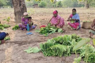 कोरोना संकट के बावजूद तेजी से हो रहा तेंदूपत्ता संग्रहण…. प्रदेश में अब तक एक चौथाई से अधिक तेंदूपत्ता का हो चुका संग्रहण