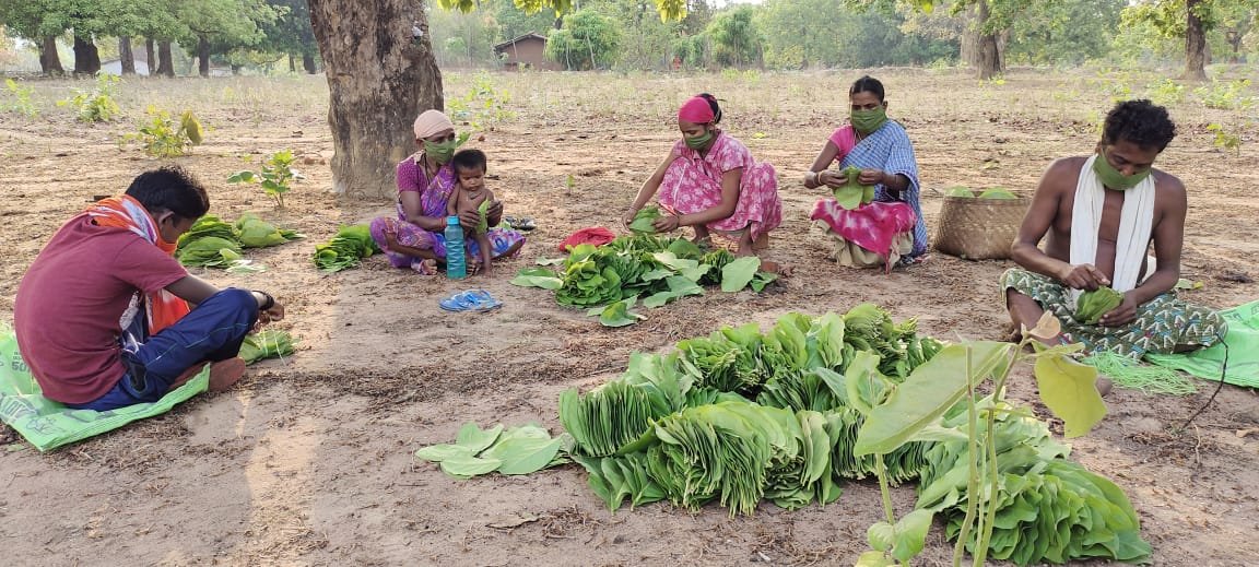 कोरोना संकट के बावजूद तेजी से हो रहा तेंदूपत्ता संग्रहण…. प्रदेश में अब तक एक चौथाई से अधिक तेंदूपत्ता का हो चुका संग्रहण