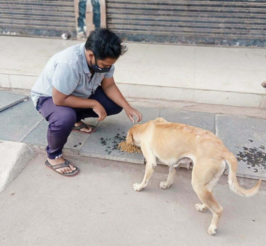 मूक जानवरों की जरूरत को पूरा कर रहे हैं एनिमल सेवियर्स…. लॉकडाऊन में भोजन की व्यवस्था के साथ बीमार बेजुबानों का कर रहे हैं उपचार