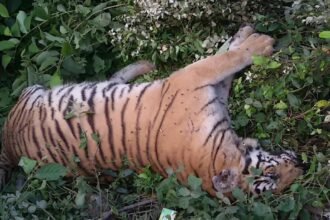 अब बाघों पर टूटा प्रकृति का कहर, पन्ना अभयारण्य में बाघिन की मौत, नौ दिन में मिला पांचवां शव