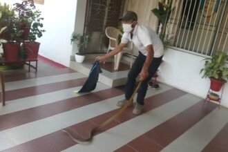 जिला कांग्रेस भिलाई अध्यक्ष तुलसी साहू के घर निकला 6 फीट लंबा सांप… आंगन में टहतले समय पड़ी नजर… नोवा नेचर के सदस्य ने किया रेस्क्यू