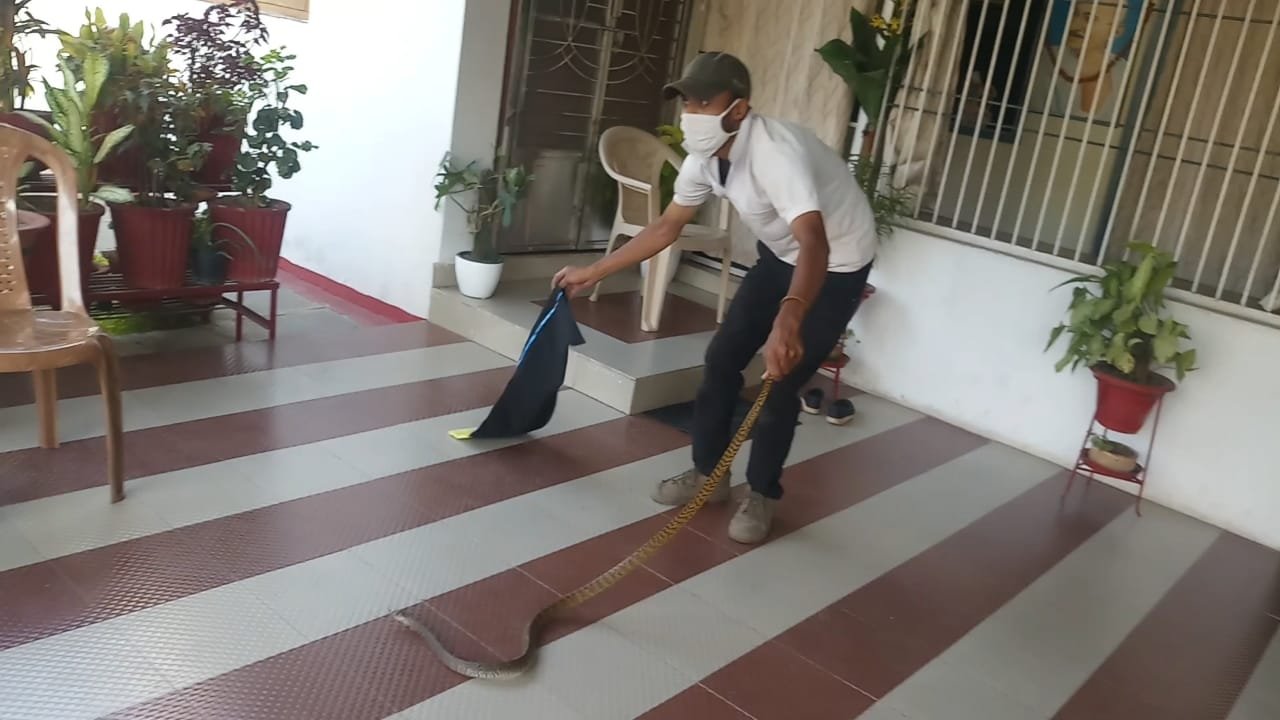 जिला कांग्रेस भिलाई अध्यक्ष तुलसी साहू के घर निकला 6 फीट लंबा सांप… आंगन में टहतले समय पड़ी नजर… नोवा नेचर के सदस्य ने किया रेस्क्यू