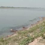 गंगा में कोरोना संक्रमितों के शव: क्या इस पानी से नहाने वालों को भी हो जायेगा संक्रमण?