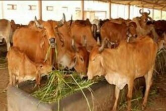 गौशाला में खोला कोविड केयर सेंटर, मरीजों को दे रहे गाय के दूध व गोमूत्र से बनीं दवाएं