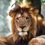 जानवरों में फैला कोरोना : हैदराबाद के चिडिय़ाघर में 8 शेर हुए संक्रमित, सभी को किया गया आइसोलेट