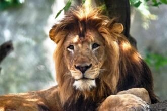 जानवरों में फैला कोरोना : हैदराबाद के चिडिय़ाघर में 8 शेर हुए संक्रमित, सभी को किया गया आइसोलेट