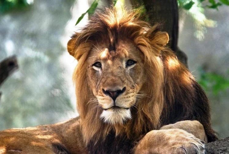जानवरों में फैला कोरोना : हैदराबाद के चिडिय़ाघर में 8 शेर हुए संक्रमित, सभी को किया गया आइसोलेट