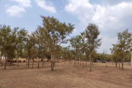 Unique experiment in Durg Forest Division: Biodiversity Park being built by Japan's Miyawaki Technique