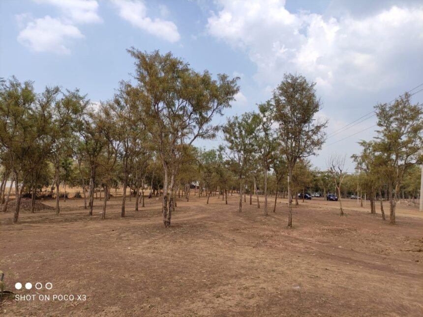 Unique experiment in Durg Forest Division: Biodiversity Park being built by Japan's Miyawaki Technique
