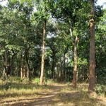 Demonstration-forests will be developed near all district headquarters