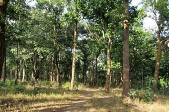 Demonstration-forests will be developed near all district headquarters