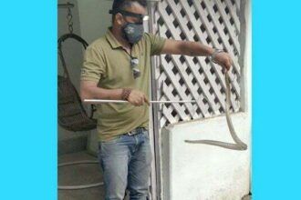 Big news: Snake bites the stop in Collector's bungalow…. admitted to the district hospital