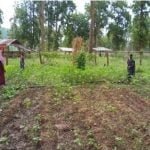 Nutrition gardens prepared with the help of mothers in the Anganwadis of Abujhmad