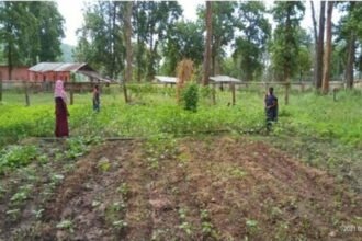 Nutrition gardens prepared with the help of mothers in the Anganwadis of Abujhmad