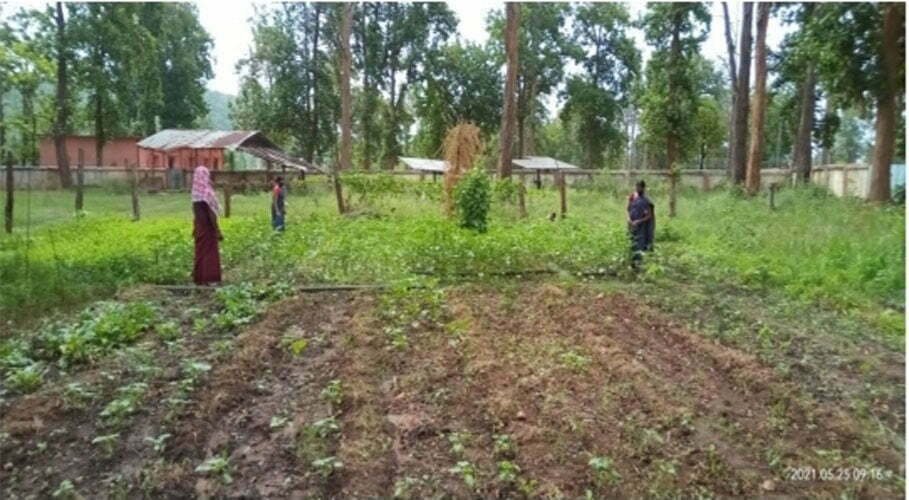 Nutrition gardens prepared with the help of mothers in the Anganwadis of Abujhmad