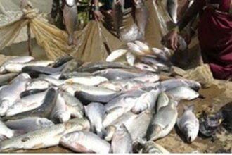 Durga Self Help Group of Baikunthpur got a profit of more than 2 lakh rupees from the livelihood of fisheries