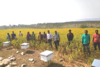 Beekeeping is becoming an additional source of income. 500 crore