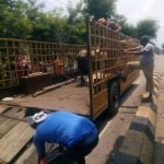 Under the Roka Cheka campaign, 24 stray animals were caught in the corporation area