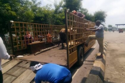 Under the Roka Cheka campaign, 24 stray animals were caught in the corporation area