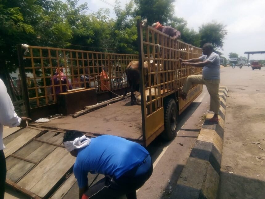 Under the Roka Cheka campaign, 24 stray animals were caught in the corporation area