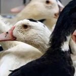 अब चीन से होगा बर्ड फ्लू का विस्फोट? पहली बार इंसान में मिला वायरस का H10N3 स्ट्रेन