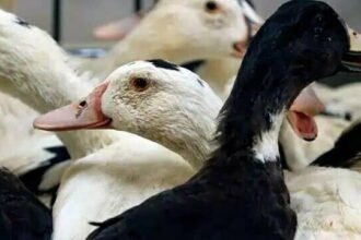 अब चीन से होगा बर्ड फ्लू का विस्फोट? पहली बार इंसान में मिला वायरस का H10N3 स्ट्रेन