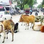 मुख्य मार्गो पर आवारा मवेशियों का जमावड़ा, वोरा ने जताई नाराजगी, अफसरों को दिए सख्त निर्देश