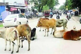 मुख्य मार्गो पर आवारा मवेशियों का जमावड़ा, वोरा ने जताई नाराजगी, अफसरों को दिए सख्त निर्देश