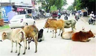 मुख्य मार्गो पर आवारा मवेशियों का जमावड़ा, वोरा ने जताई नाराजगी, अफसरों को दिए सख्त निर्देश