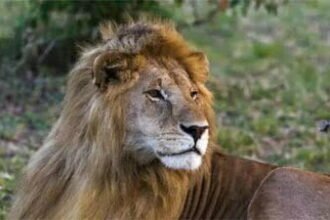 अब जानवरों तक पहुंचा कोरोना वायरस का डेल्टा वैरिएंट, तमिलनाडु में चार शेरों में हुई पुष्टि