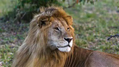 अब जानवरों तक पहुंचा कोरोना वायरस का डेल्टा वैरिएंट, तमिलनाडु में चार शेरों में हुई पुष्टि
